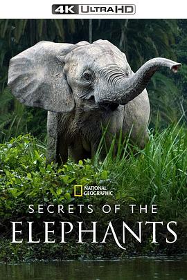 大象的秘密 第一季在线观看-杰拉尔德影视